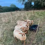 아파트 Auf Dem Bauernhof - Hermanns *