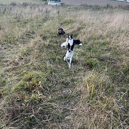 Auf Dem Bauernhof - Hermanns